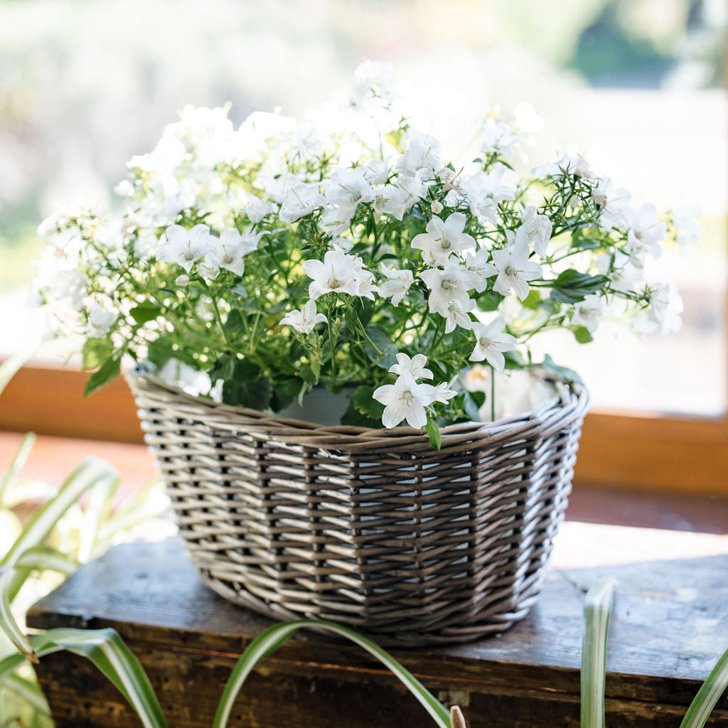 Antique Wash Oval Wicker Tabletop Planter