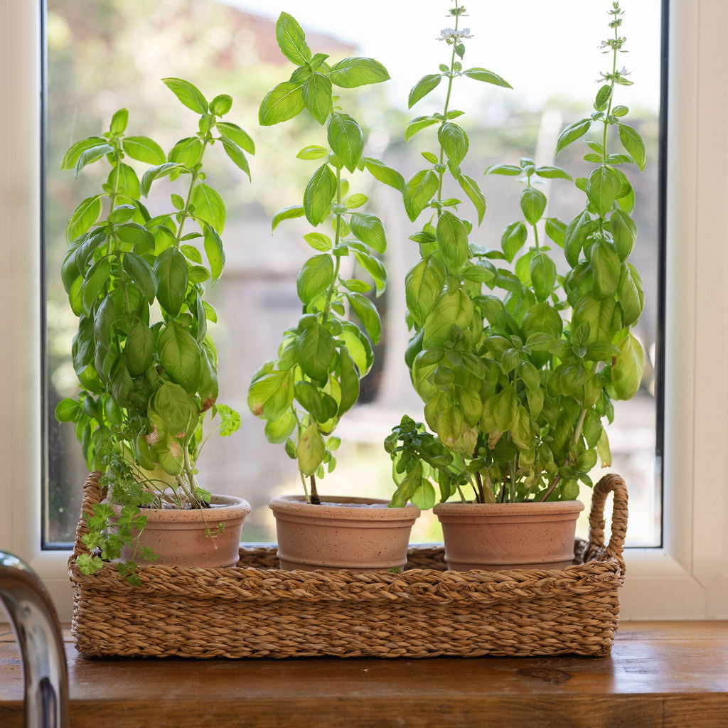 Bhadra Seagrass Rectangular Tray with Handles