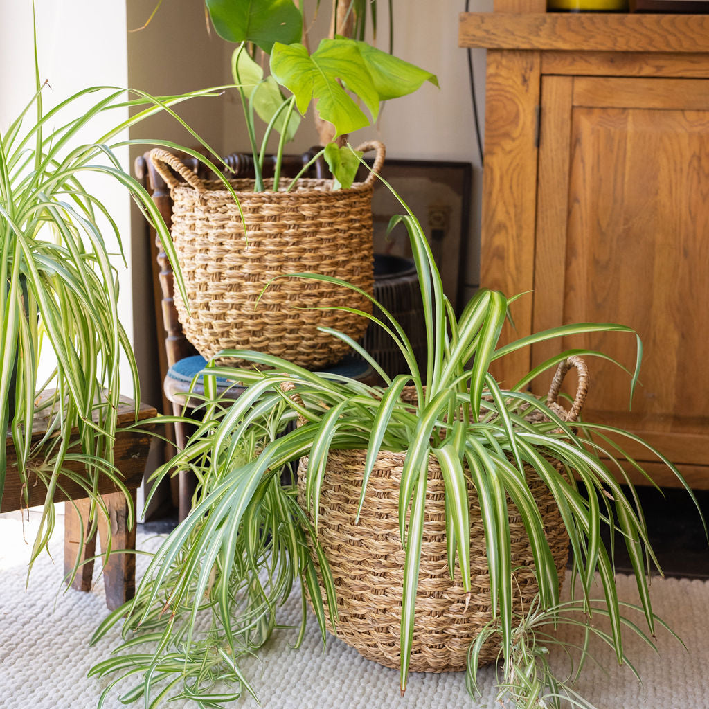 Banar Seagrass Round Basket