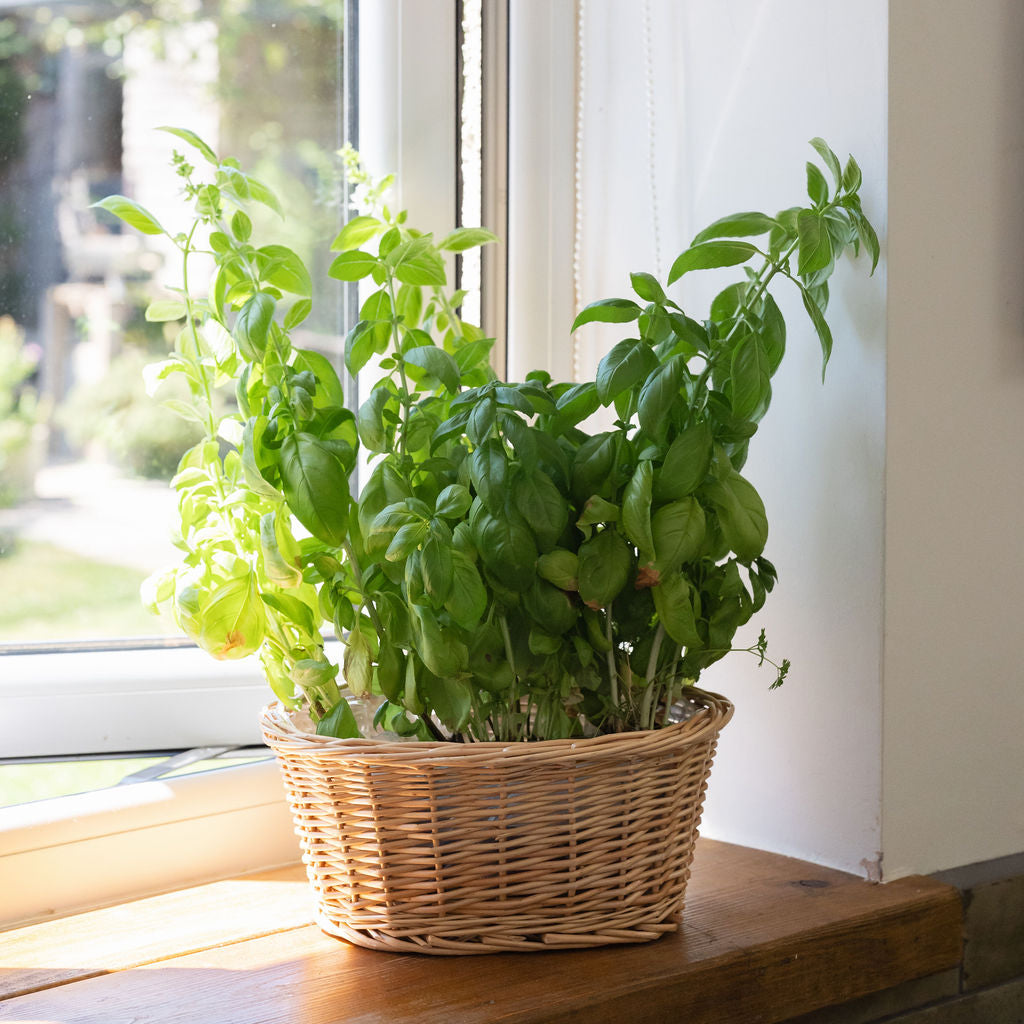 Natural Oval Wicker Tabletop Planter