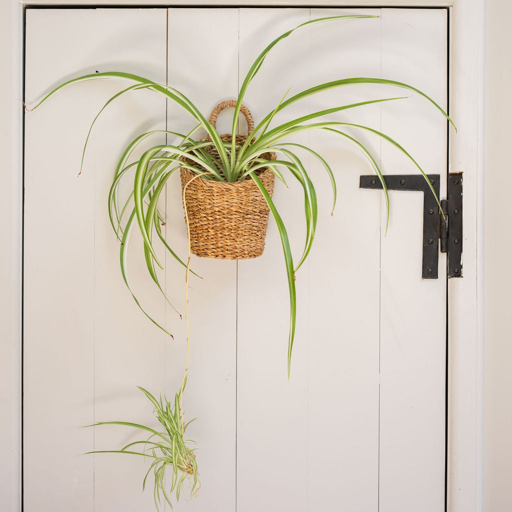 Turag Seagrass Hanging Storage Basket