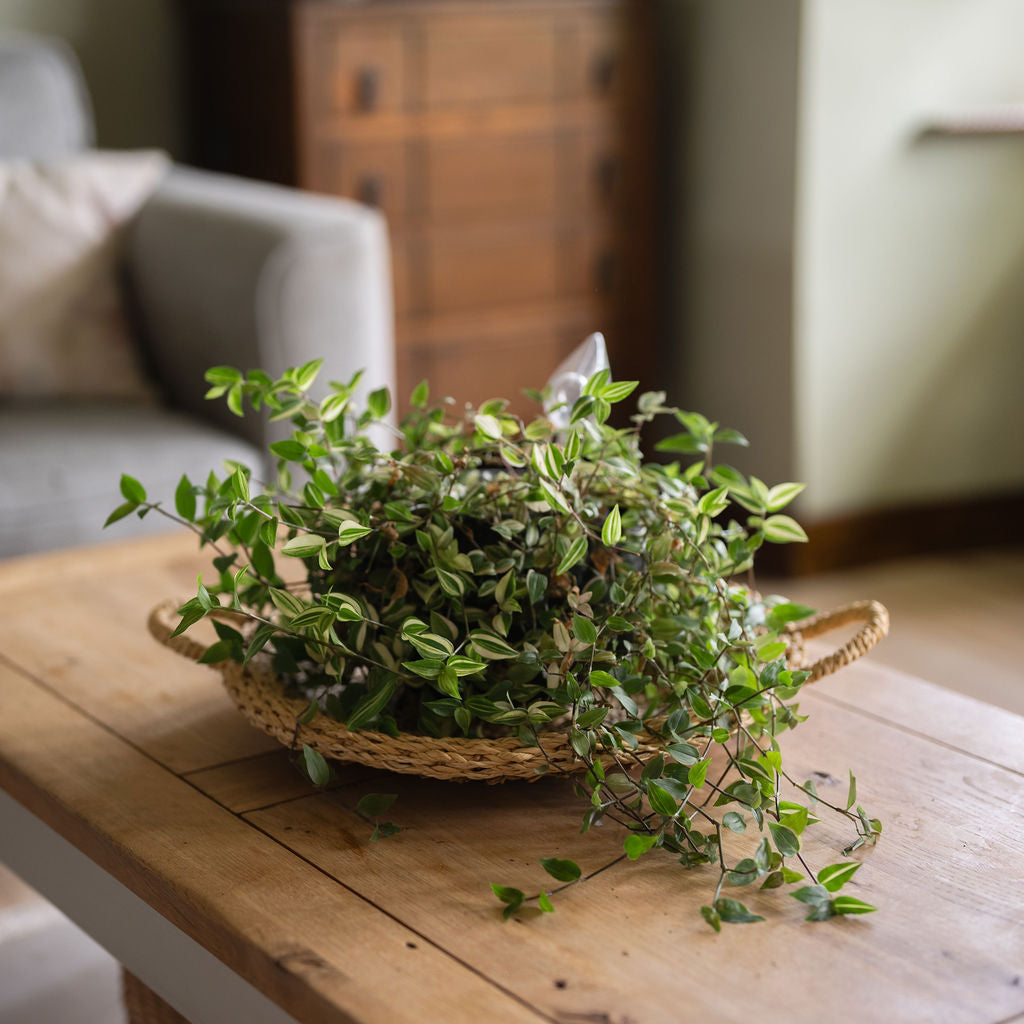 Bagshi Seagrass Round Woven Tray