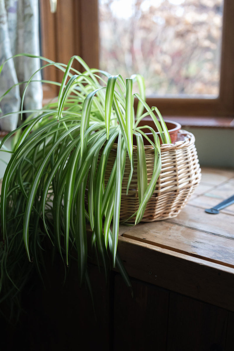 Natural Shallow Round Wicker Tabletop Planter with Poly-Lining – Arthur ...
